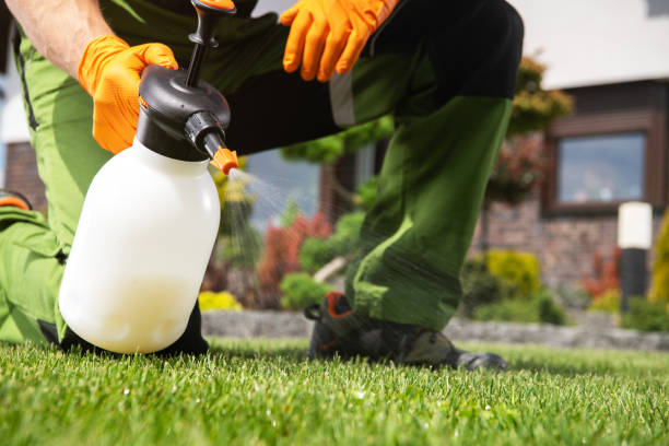 Best Wasp Removal Services  in Boyceville, WI