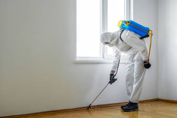 Best Termite Control Services  in Boyceville, WI